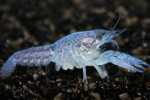 Procambarrus Alleni